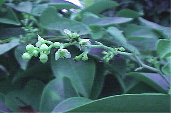 Cocculus orbiculatus AIcdtW