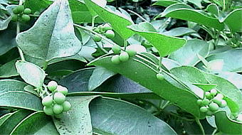 Cocculus orbiculatus AIcdtWs