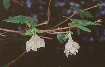 Lonicera strophiophora AQqE^{N