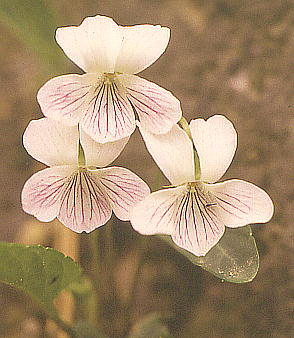 Viola betonicifolia var. albescens AAPX~