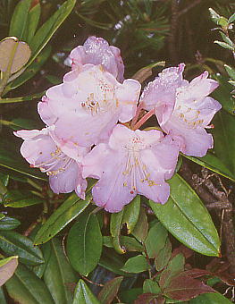 Rhododendron degronianum アズマシャクナゲ