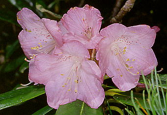 Rhododendron degronianum アズマシャクナゲ