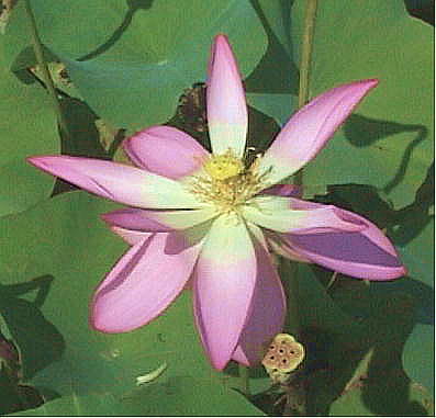 Nelumbo nucifera cv. Benimaihiren nX hgܘ@h