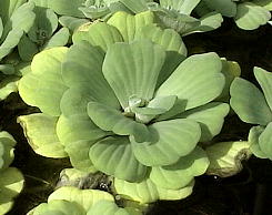 Pistia stratiotes {^ELNT