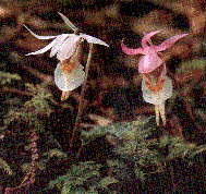 Calypso bulbosa var. speciosa