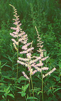 Astilbe microphylla `_PTV