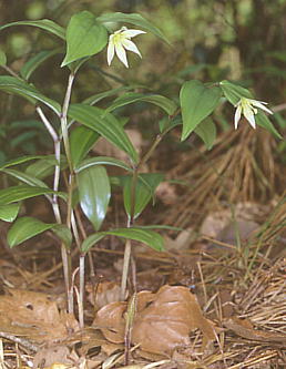 Disporum smilacinum `S