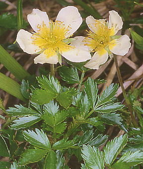 Geum pentapetalum `O}