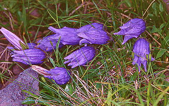 Campanula chamissonis `V}MLE