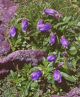 Campanula chamissonis `V}MLE