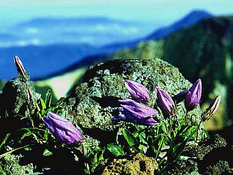 Campanula chamissonis `V}MLE