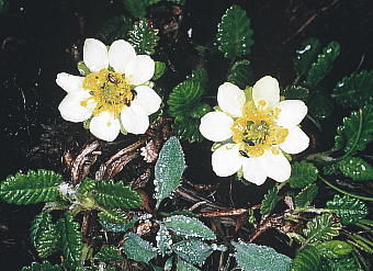 Dryas octopetala var. asiatica `EmXP\E