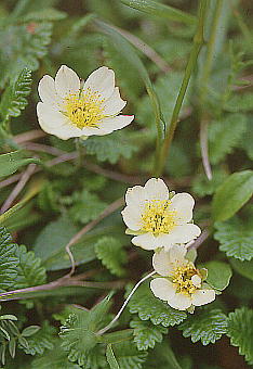 Dryas octopetala var. asiatica `EmXP\E