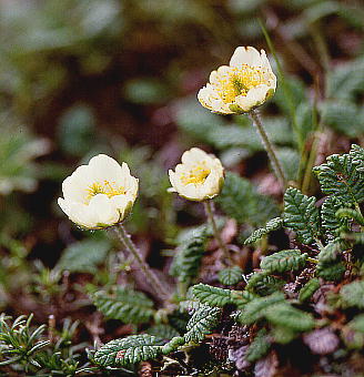 Dryas octopetala var. asiatica `EmXP\E