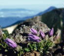 Cypripedium japonicum