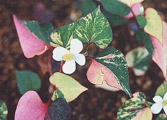 Houttuynia cordata hN_~ 