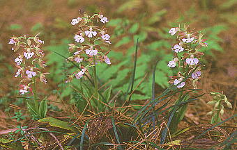 Calanthe discolor Grl