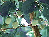 Styrax japonicus GSmL ʎ