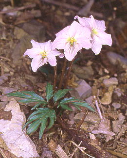 Viola eizanensis GCUX~