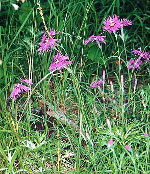 Dianthus superbus G]JifVR