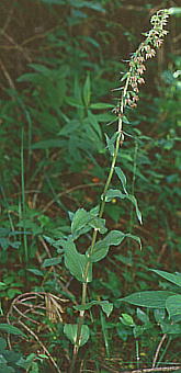 Epipactis papillosa G]XY