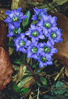 Gentiana zollingeri tfhE