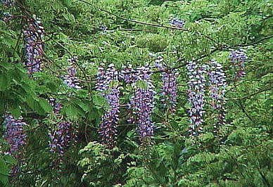 Wisteria floribunda tW