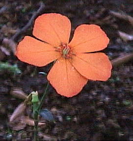 Lychnis miqueliana tVOZmE