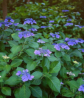 Hydrangea macrophylla f. normalis KNAWTC