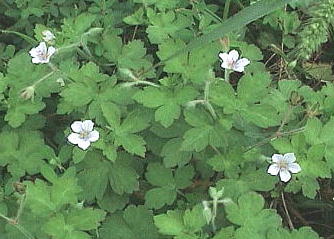 Geranium thunbergii QmVER