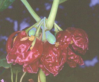 Podophyllum pleianthum nbJN