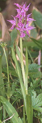 Orchis aristata ハクサンチドリ
