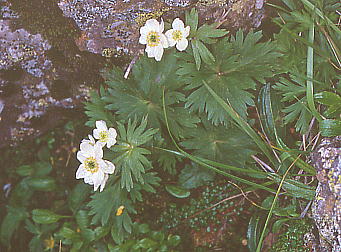 Anemone narcissiflora var. nipponica nNTC`Q