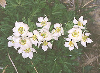 Anemone narcissiflora var. nipponica nNTC`Q