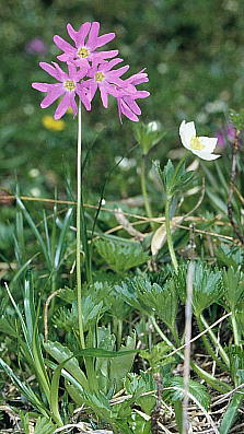 Primula cuneifolia var. hakusanensis nNTRUN