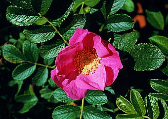 Rosa rugosa n}iX