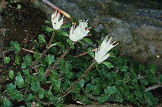 Chrysosplenium album var. stamineum nilRm