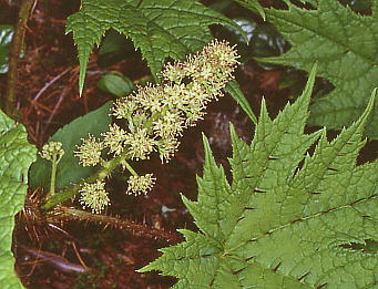 Oplopanax japonicus nuL 