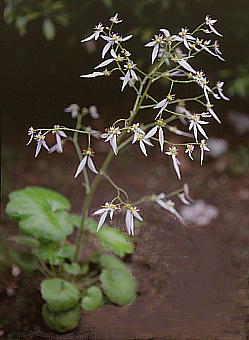 Saxifraga nipponica nLmV^