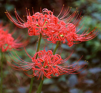 Lycoris radiata qKoi