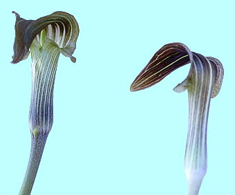 Arisaema undulatifolium qK}VOT