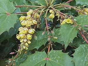 Mahonia japonica ヒイラギナンテン