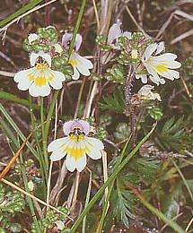 Euphrasia matsumurae qRSOT (RomRSOT)