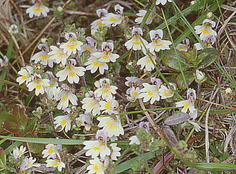 Euphrasia matsumurae qRSOT (RomRSOT)