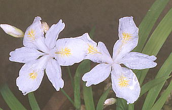 Iris gracilipes cv. Alba qVK 