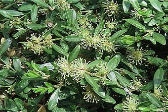 Buxus microphylla qcQ