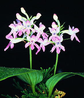 Orchis chidori ヒナチドリ