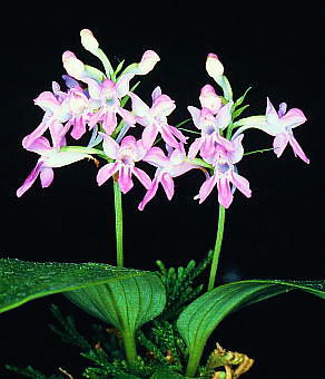 Orchis chidori qi`h