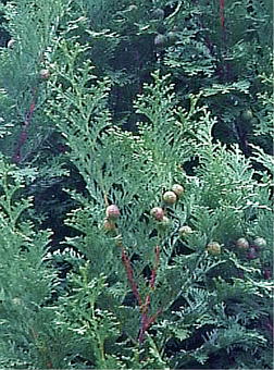 Chamaecyparis obtusa cv. Kamakurahiba qmL hJ}Nqoh