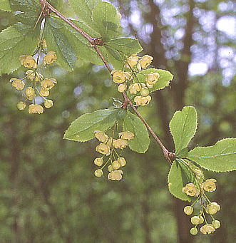 Berberis amurensis var. japonica qnmwrm{Y